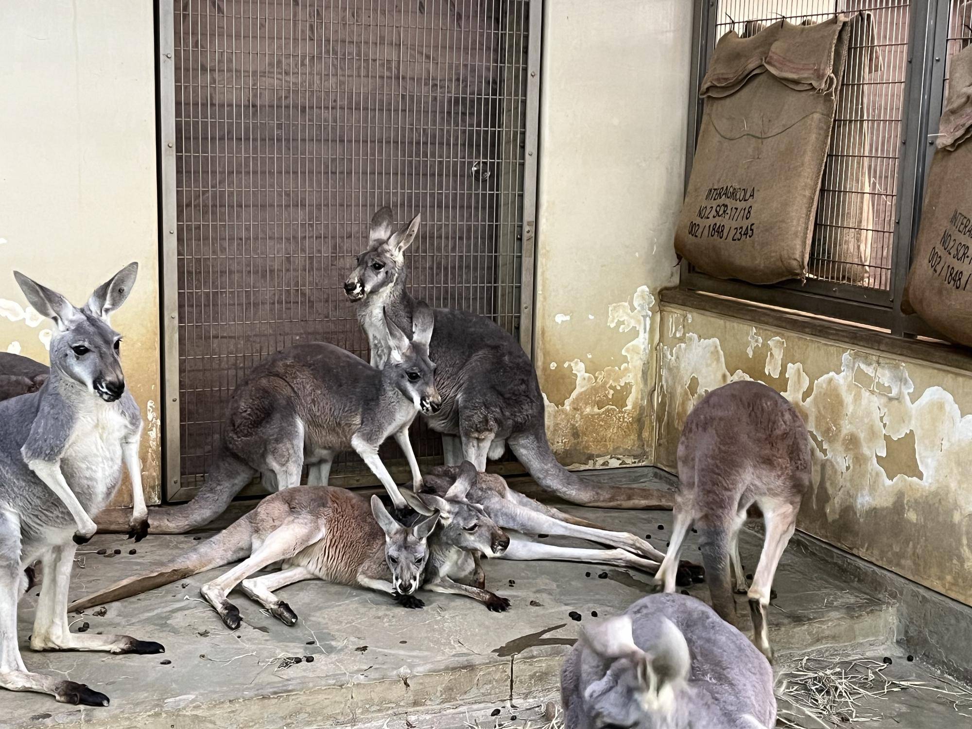 アカカンガルー ニコ、クイニーが死亡しましたの写真