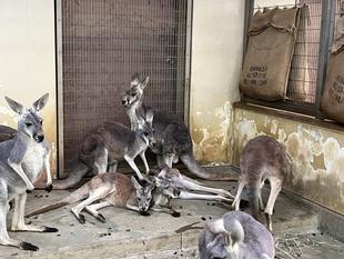 アカカンガルー ニコ、クイニーが死亡しました