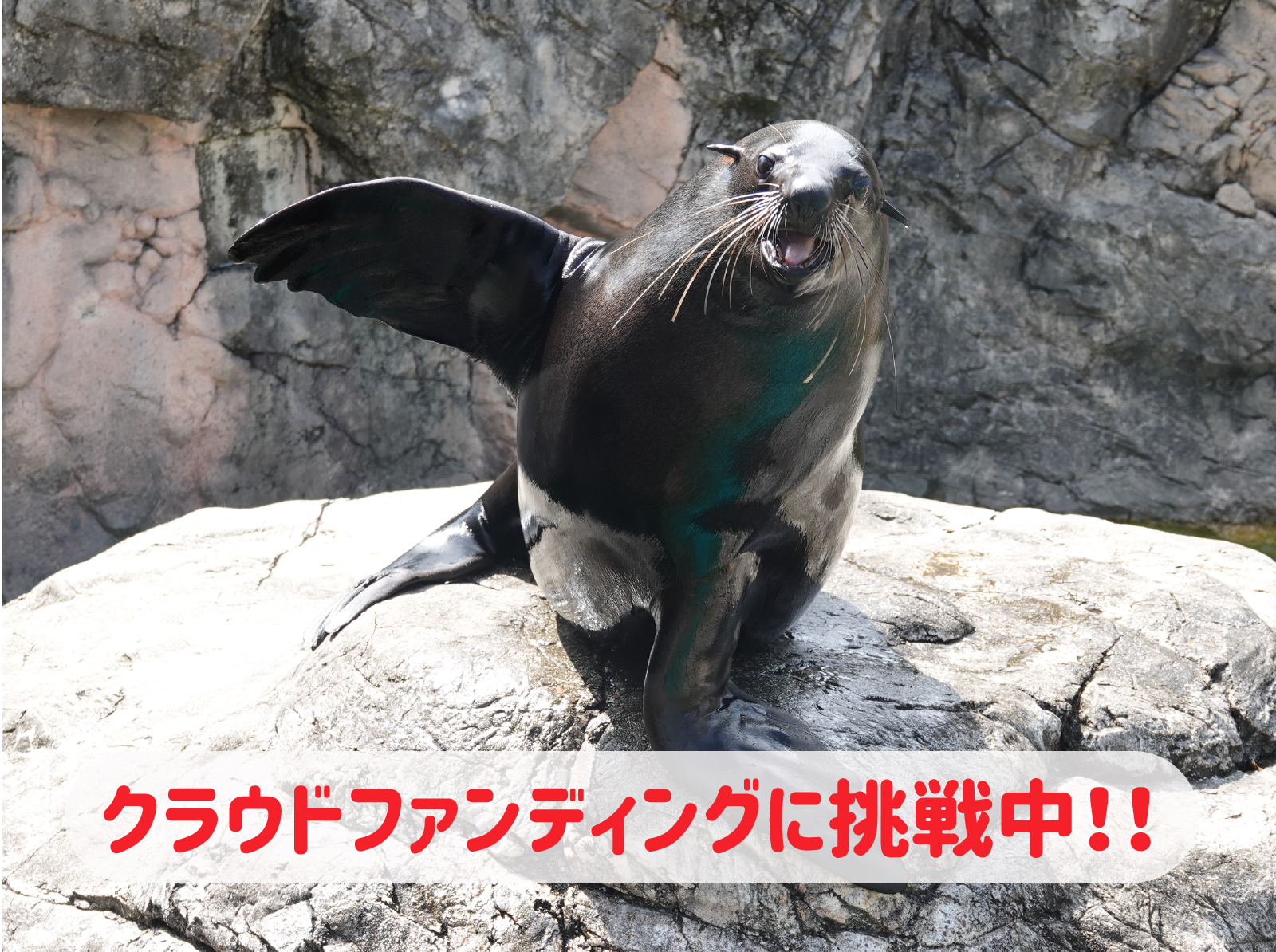 クラウドファンディング終了まであと少し!の写真