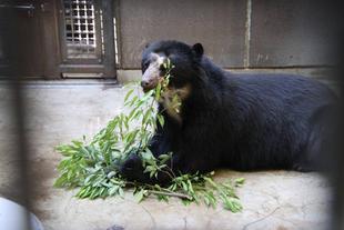 カシの葉、大好き！　（雪雄編）