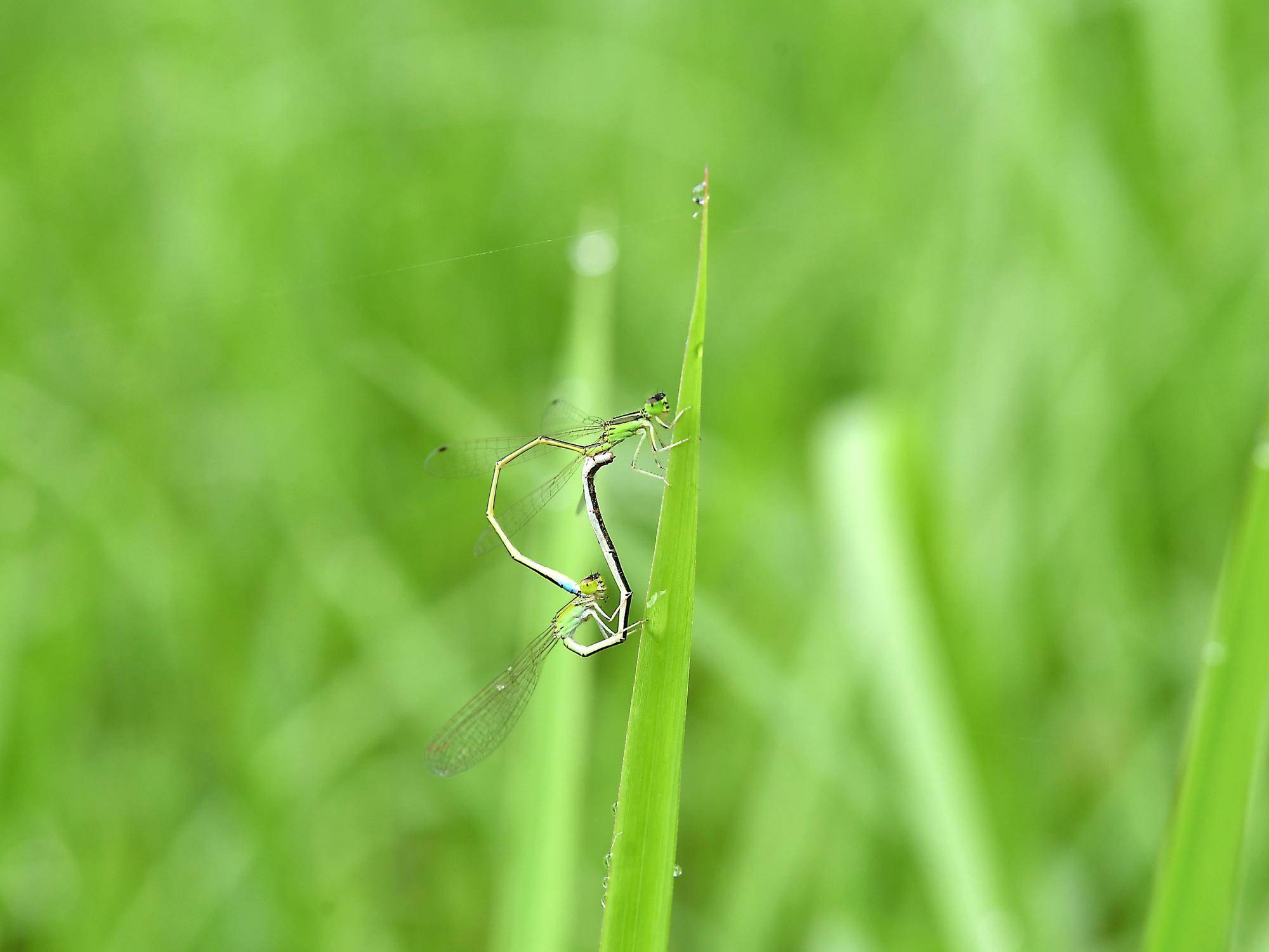 池だけじゃなくて草地も大事だよね 〜アジアイトトンボ〜の写真