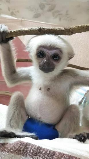 プロイ、おむつ卒業です！