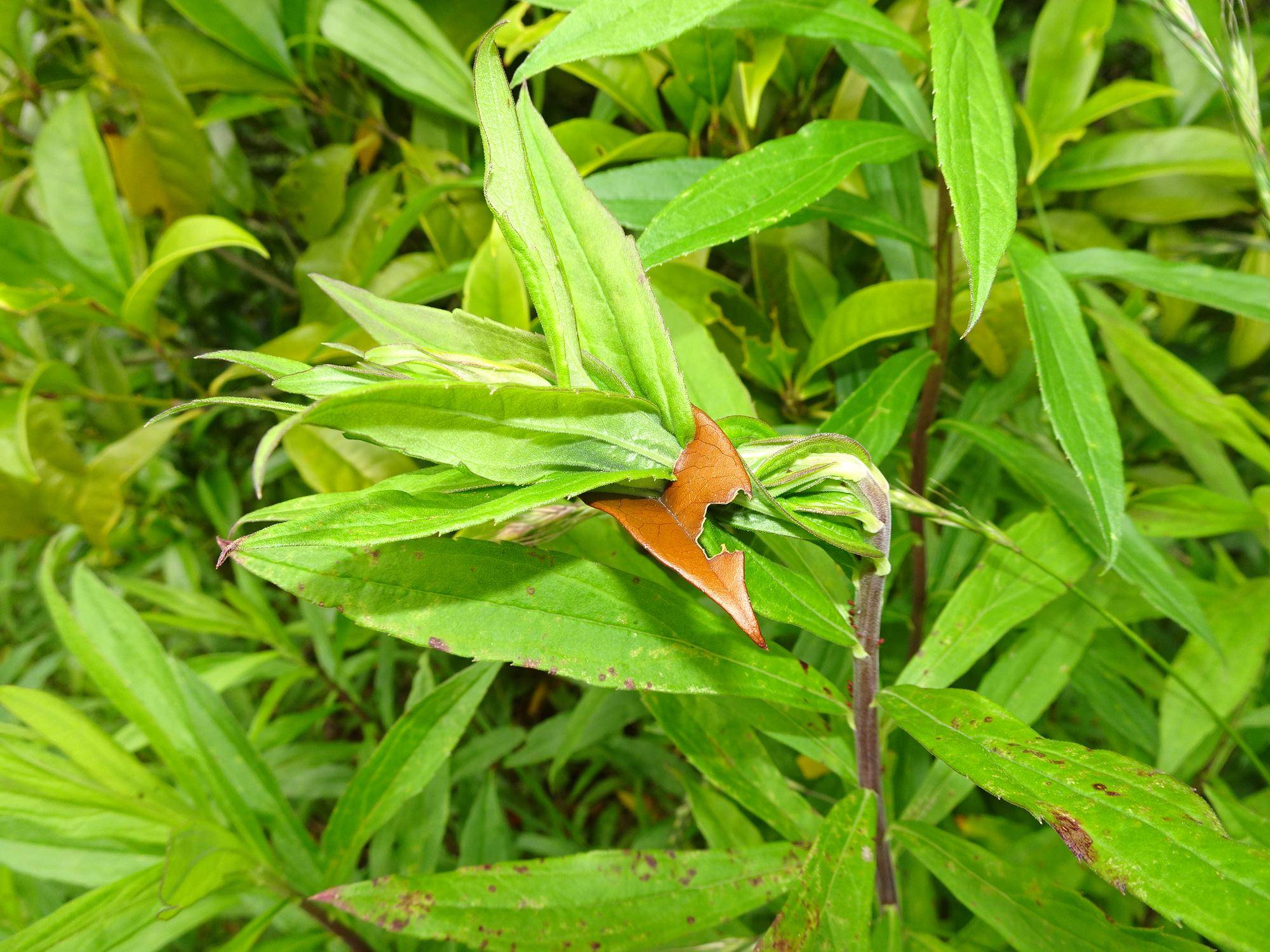 ~ 植物の受難 ~の写真