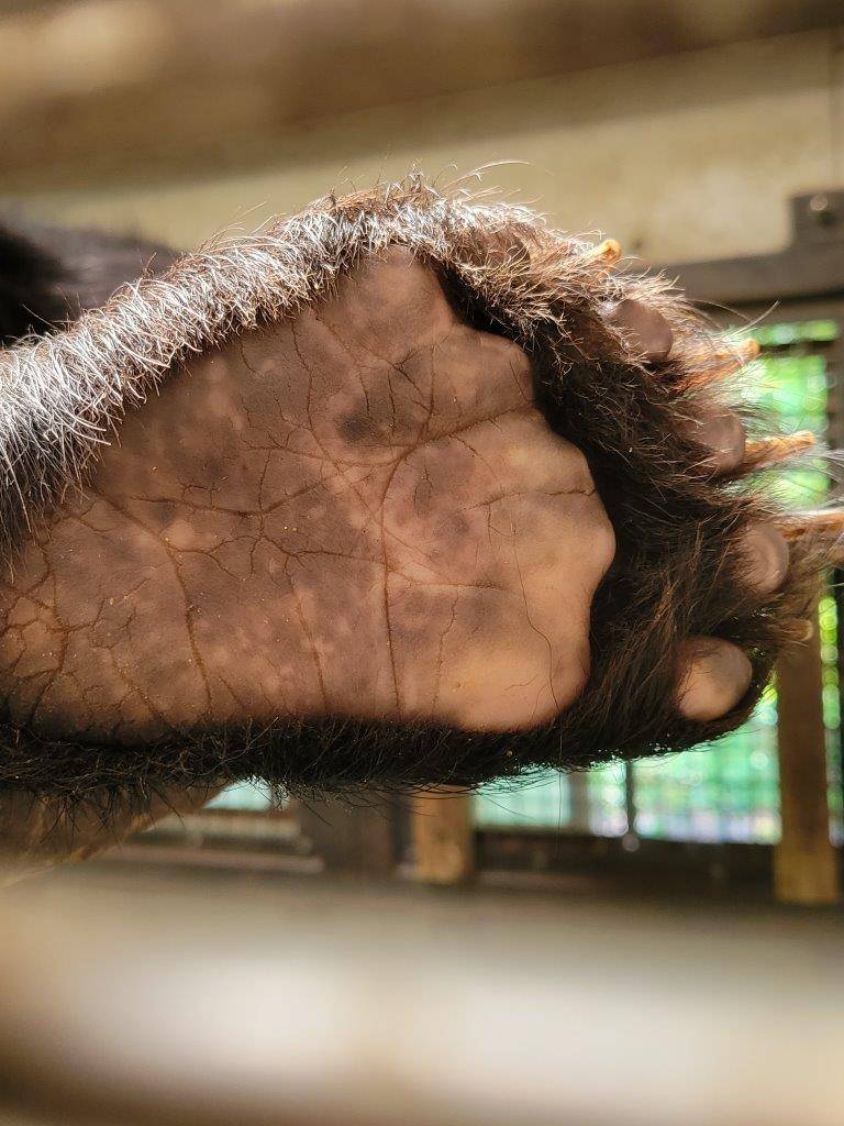 足裏のアップ!の写真