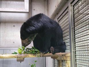 カシの葉大好き！　（美雪編）