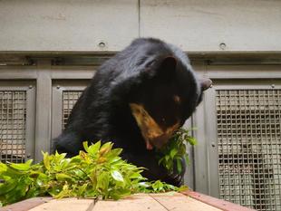 カシの葉、大好き! (美雨編)
