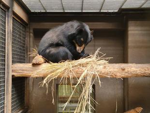 新しい稲わらを好みの場所に移動して・・・