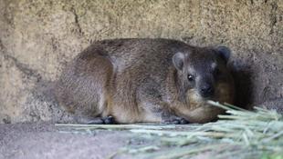 ハイラックスの夏支度