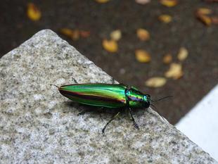 シン・昆虫教室2023