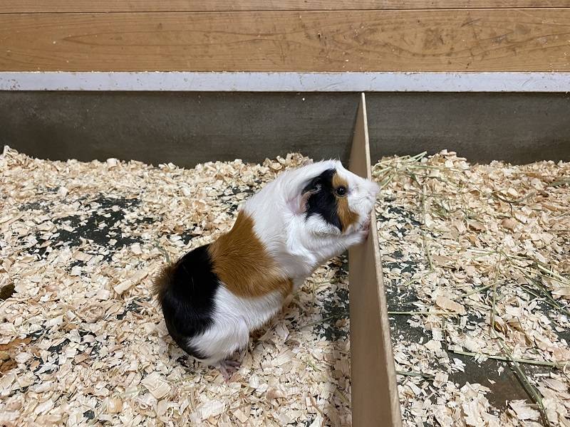 本当の脱走犯の写真