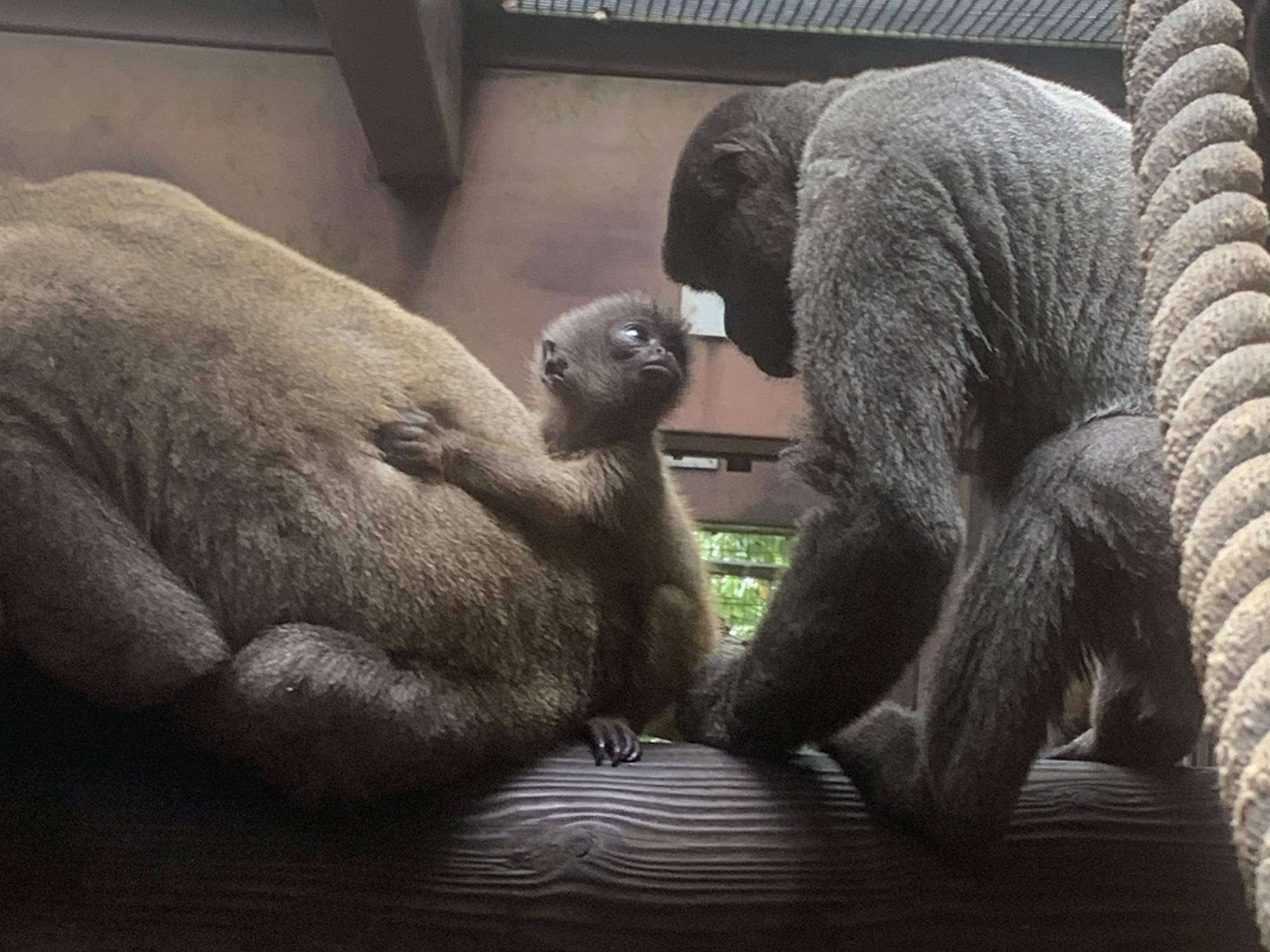 ウーリーモンキーの赤ちゃん成長記②の写真