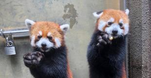 キントキ！ヒナギク！1歳になりました🎊