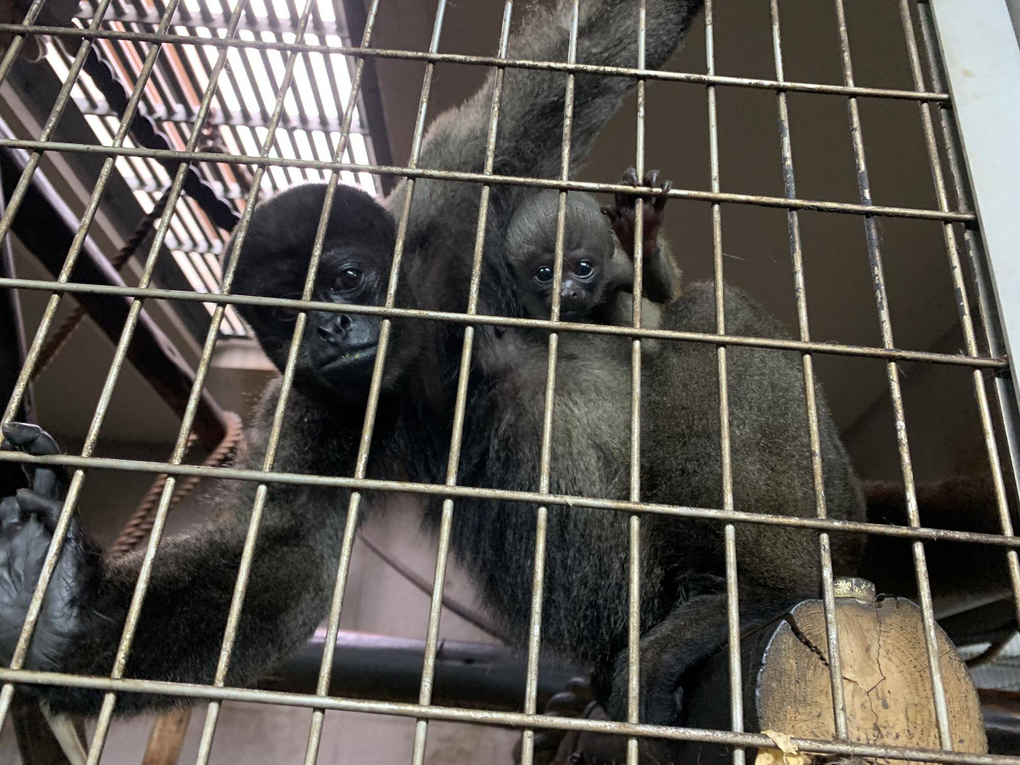 ウーリーモンキーの赤ちゃん成長記の写真
