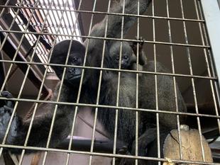 ウーリーモンキーの赤ちゃん成長記