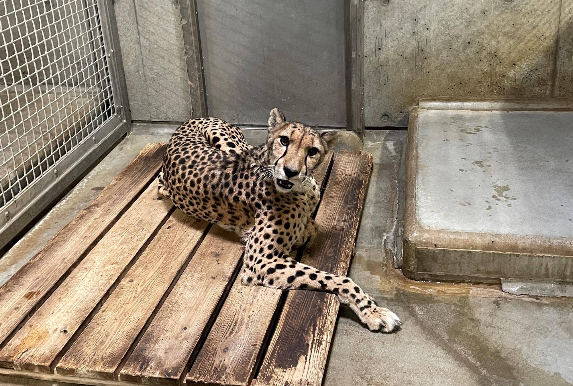 チーターブログ① はじめましてと近況の写真