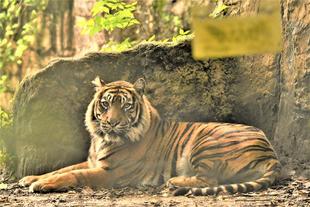 デルはよく出る