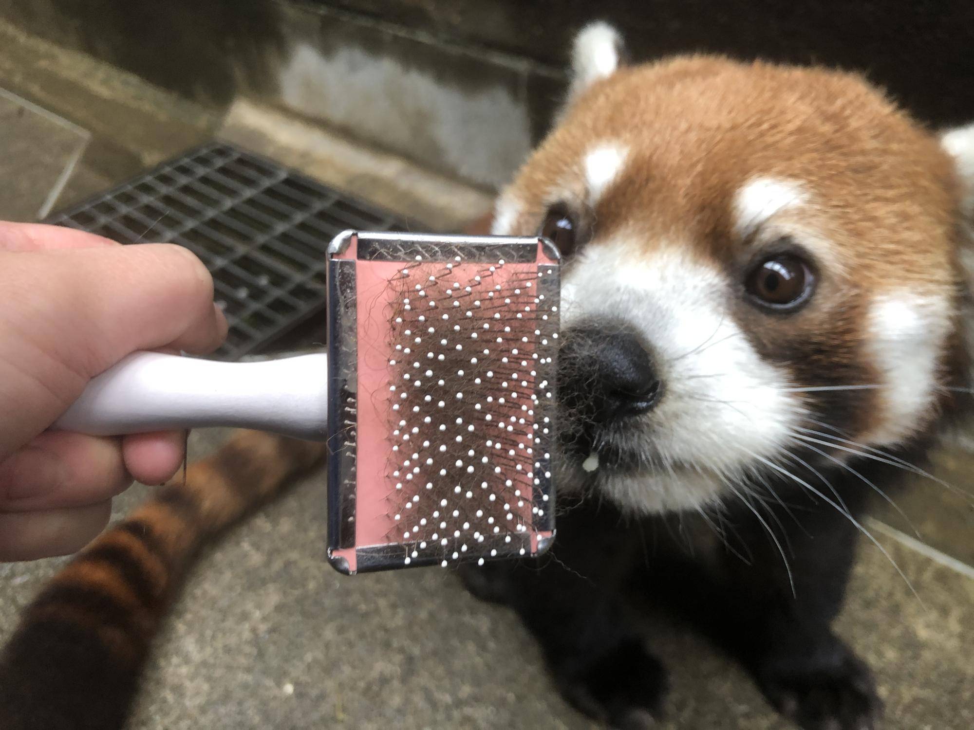 まめたろうのライオンしっぽの写真