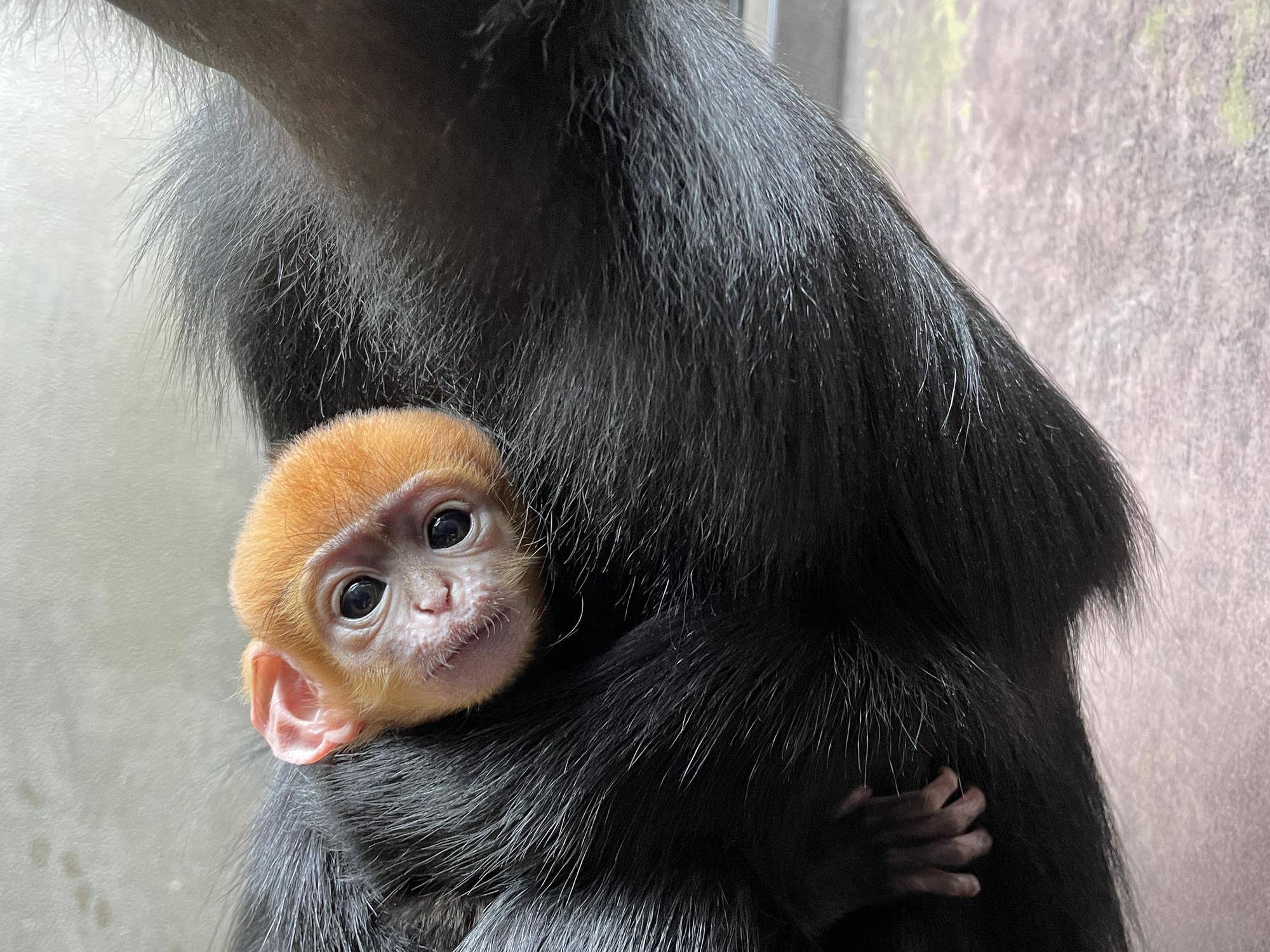 祝!フランソワルトンの赤ちゃん誕生!愛称投票始まります!!の写真