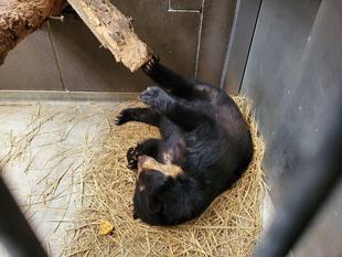 メガネグマ（美雨）の遊び？