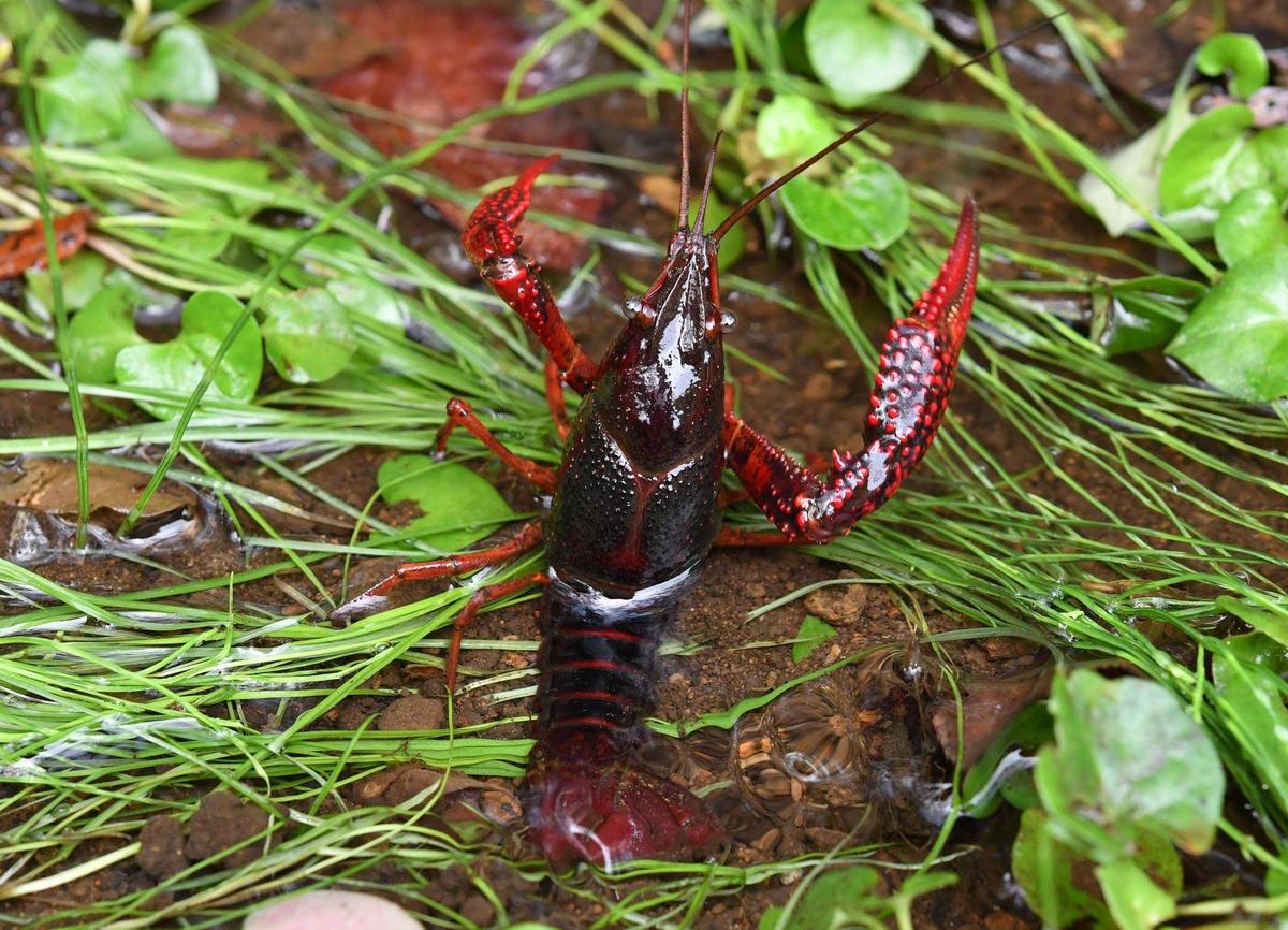 矢板緑　ザリガニ 矢板緑ザリガニ