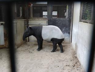 バク通信　アルタイルがやってきた！