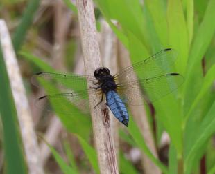 よく耐えられるね・・・　〜ハラビロトンボ〜