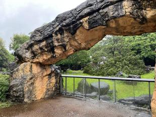 フサアカシアが倒れた日 1