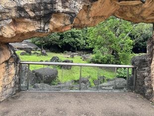 フサアカシアが倒れた日 3