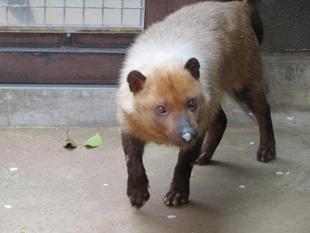 マロ、やす、ありがとう。