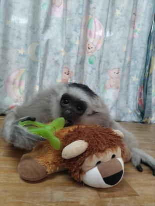 プロイ公開の裏では・・・