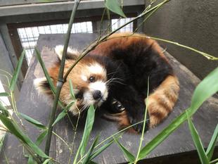 ララ、19歳になりました🎊