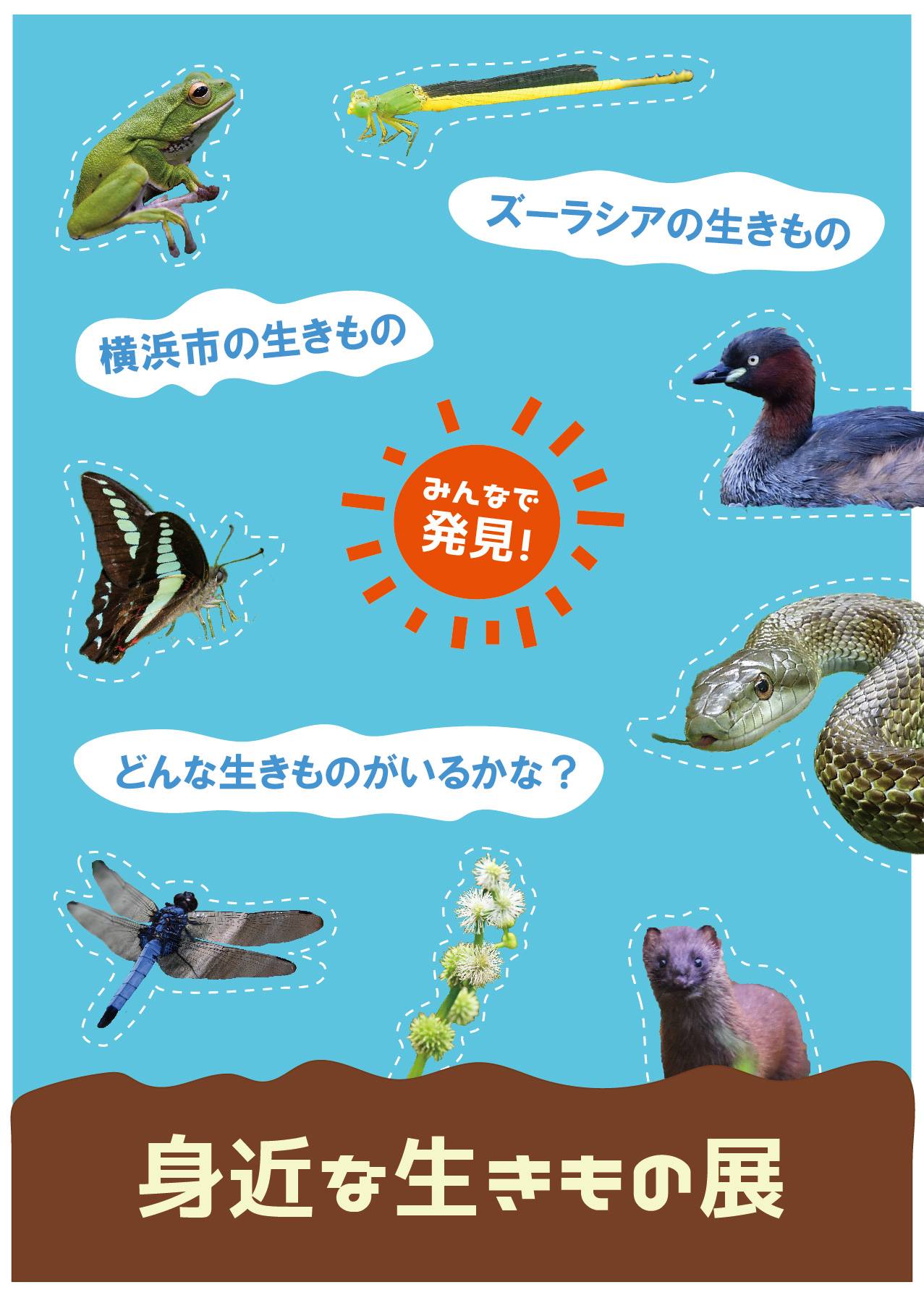 いっしょに探そう! 足もとの素晴らしい世界 〜企画展準備中〜の写真