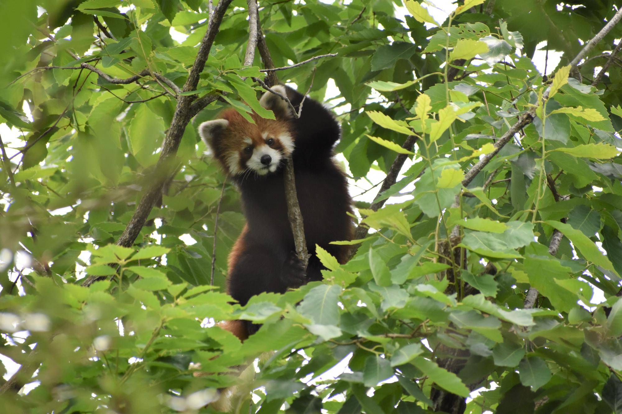 レッサーパンダすくすく成長日記　[大展示場デビュー！]の写真