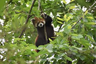 レッサーパンダすくすく成長日記　[大展示場デビュー！]