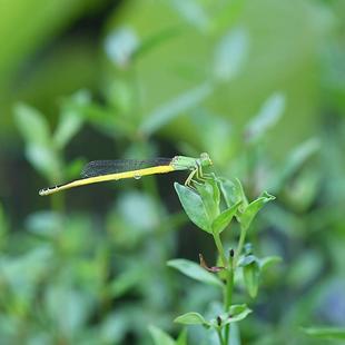たくさんいると思っていたけれど・・・　  〜キイトトンボ〜