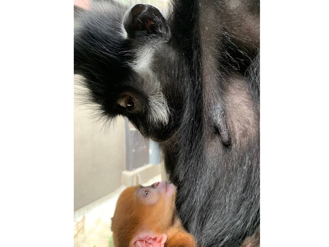 ユズの子通信(仮)1 誕生初日!の写真