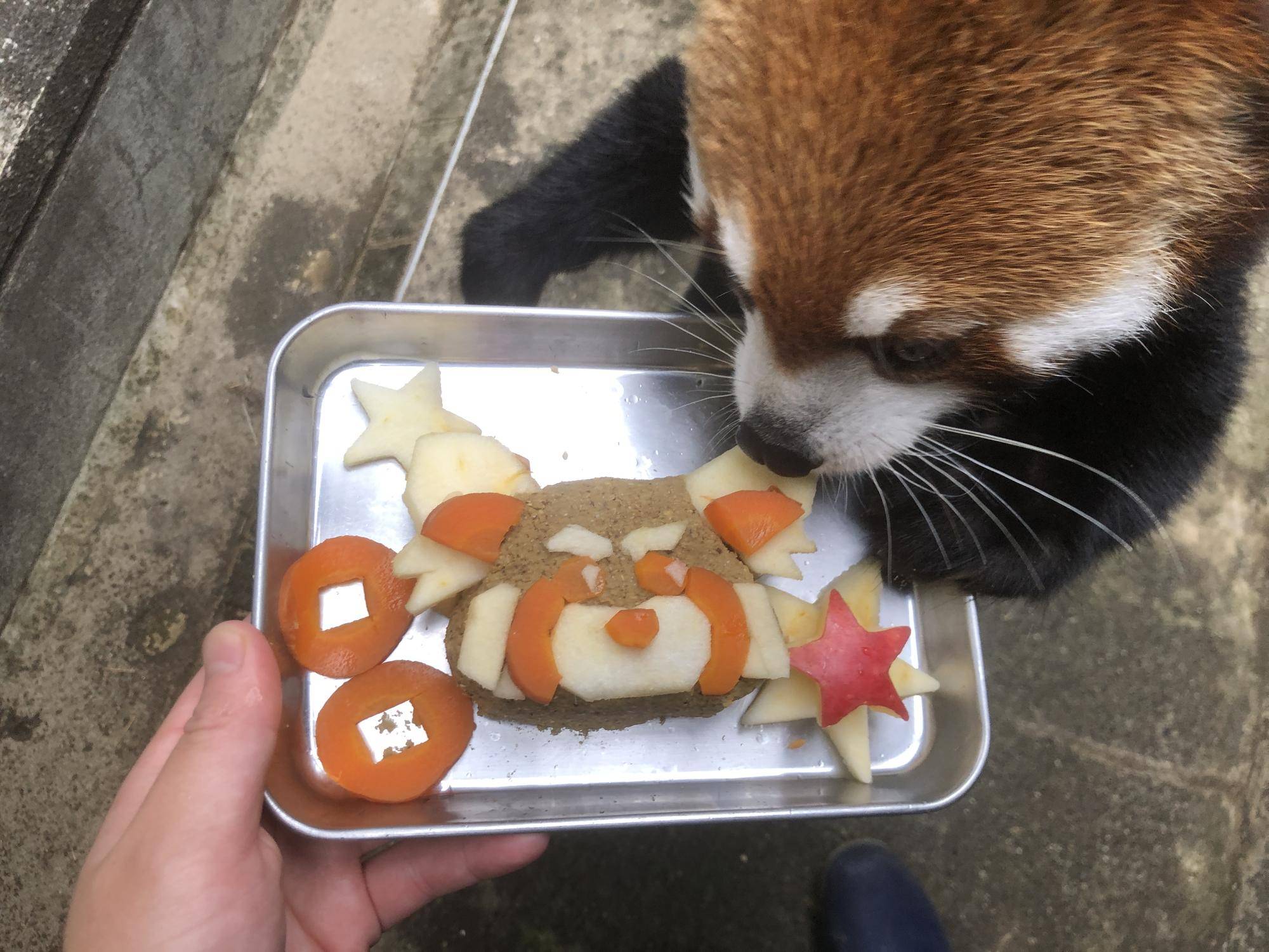 キク、8歳になりました🎊の写真