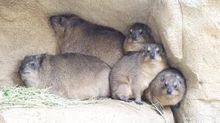 今日はベイク、チーズ、ケーキの誕生日です!