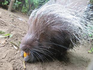 ヤマアラシの６月