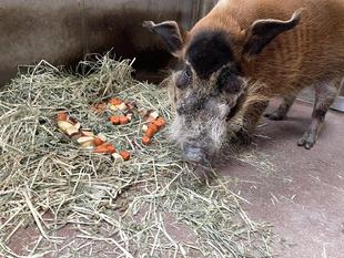 キリとカスミが１３歳を迎えました！！