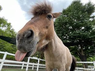 しんすけだけの特別