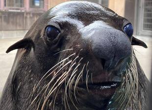 となりのオットセイその７