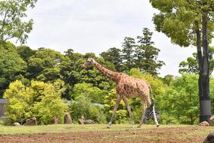 世界キリンの日イベント！スタート！