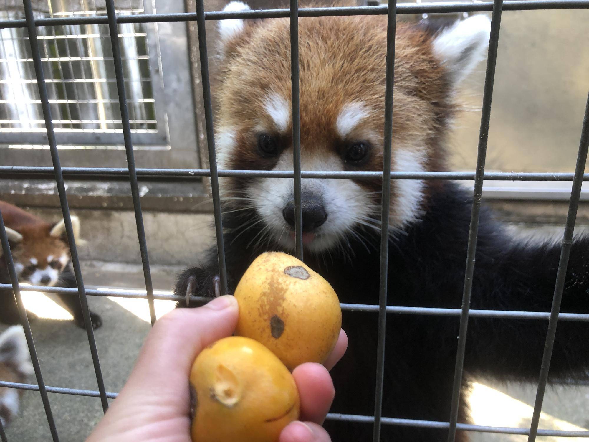 ビワはいかが?の写真
