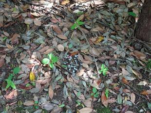 ～　みんなつながっている！　ギンリョウソウ編　～