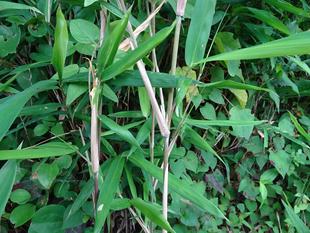 ～　もうすぐ七夕　～