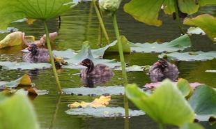 今年はどんな生きものに出会えるかな　～定期調査はじめています～