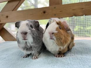 成長！モルモット！