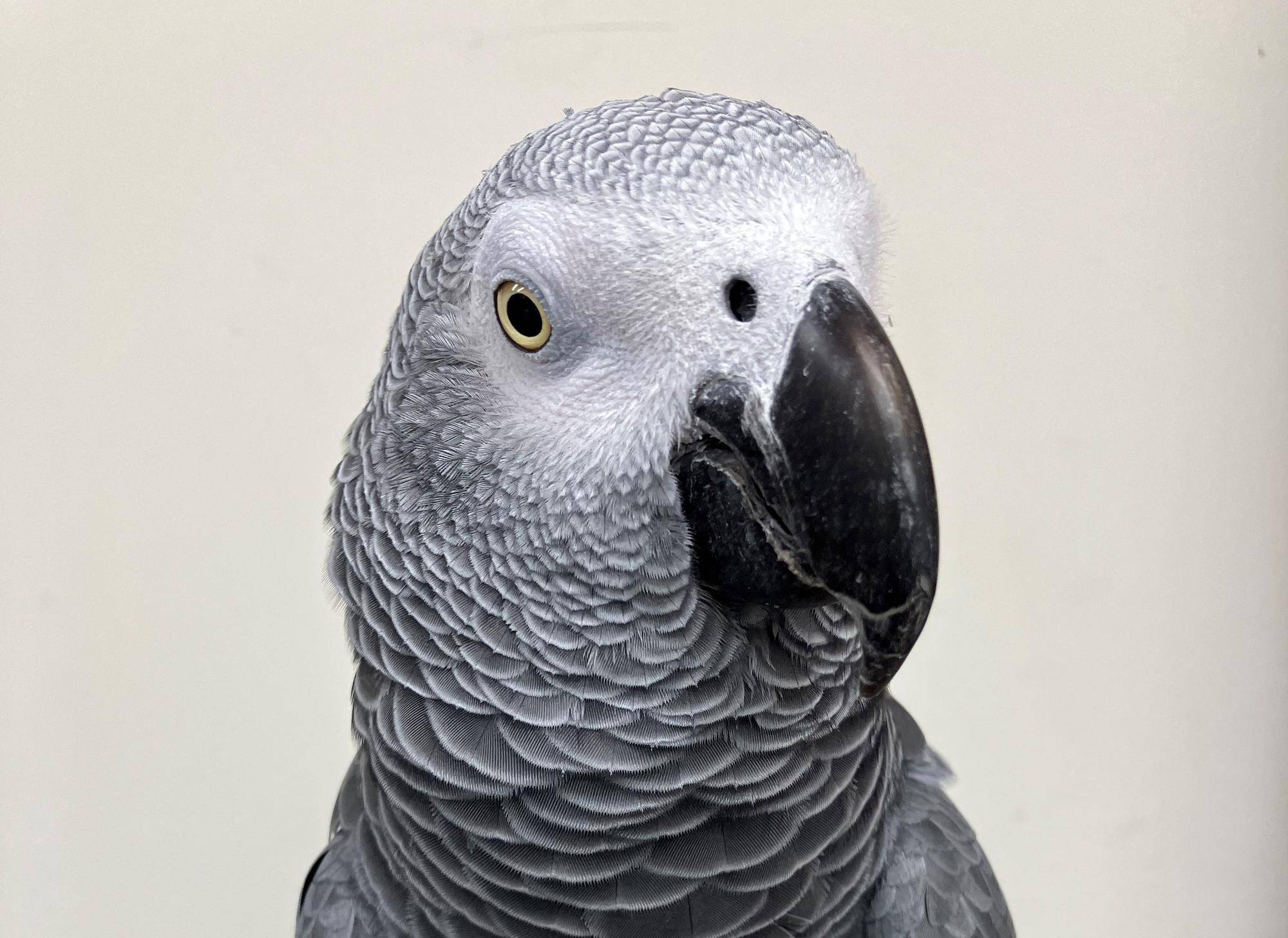 鳥の重さはどのくらい??の写真