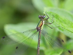 こんなところでも会えたね　〜オオアオイトトンボ〜